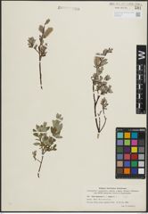 Foto von Salix lapponum L. x Salix repens L.